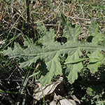 Echinops sphaerocephalus - Drüsenblättrige Kugeldistel