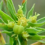Euphorbia exigua - Kleine Wolfsmilch
