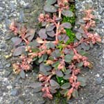 Euphorbia maculata - Gefleckte Wolfsmilch