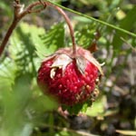 Fragaria viridis - Hügel-Erdbeere