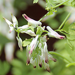 Fumaria capreolata - Rankender Lerchensporn