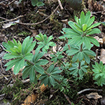 Galium sylvaticum - Wald-Labkraut