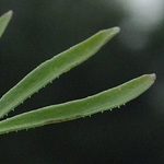 Galium uliginosum - Moor-Labkraut