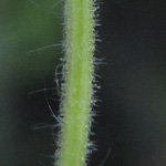 Geranium molle - Weicher Storchschnabel