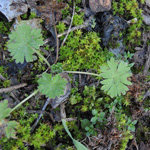 Geranium pusillum - Kleiner Storchschnabel
