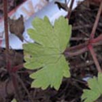 Geranium rotundifolium - Rundblättriger Storchschnabel