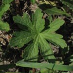 Geranium sylvaticum - Wald-Storchschnabel
