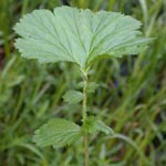 Geum macrophyllum - Großblättrige Nelkenwurz