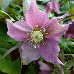 Helleborus orientalis agg. - Artengruppe Orientalische Nieswurz
