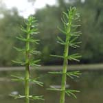 Hippuris vulgaris - Tannenwedel