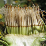 Inula helenium - Echter Alant