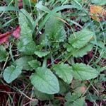 Lapsana communis ssp. intermedia - Mittlerer Rainkohl