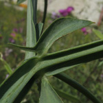Lathyrus latifolius - Breitblättrige Platterbse