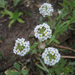 Lobularia maritima - Strand-Silberkraut