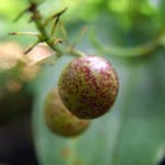 Maianthemum bifolium - Maiblümchen