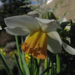 Großkronige Narzissen / Large-cupped Daffodils (Klasse 2) Einzelblüten, Nebenkrone mindestens ein Drittel, aber höchstens so lang wie die Blütenblätter der Hauptkrone, frühe bis mittlere Blütezeit Narcissus Accent