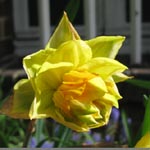 Gefülltblühende Narzissen / Double Daffodils (Klasse / division 4) Narcissus Apotheose