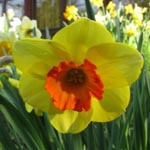 Narcissus Bantam