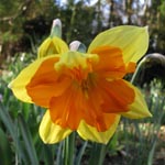 Narcissus Centannees