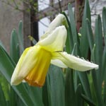 Narcissus Cotinga
