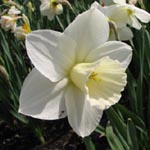 Narcissus Desdemona