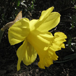 Narcissus Gigantic Star