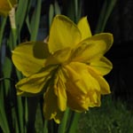 Narcissus Pencrebar