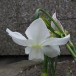 Narcissus Petrel