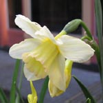 Narcissus Sailboat