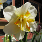 Narcissus Sorbet