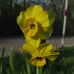 Narcissus Sundial