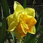 Narcissus Texas