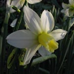 Narcissus Toto