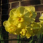 Narcissus Yellow Cheerfullness