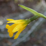 Wildarten / species, wild variants (Klasse / division 10) Narcissus asturiensis - Asturische Narzisse (Wildform)