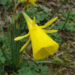 Narcissus bulbocodium - Reifrock-Narzisse