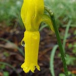 Narcissus cyclamineus - Alpenveilchen-Narzisse (Wildform)