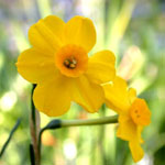 Narcissus jonquilla - Jonquilla-Narzisse (Wildform)