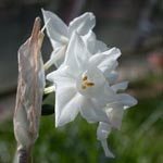 Narcissus papyraceus - Weihnachts-Narzisse