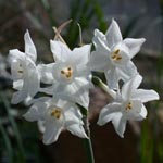 Narcissus papyraceus - Weihnachts-Narzisse