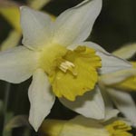 Narcissus pseudonarcissus - Gelbe Narzisse, Osterglocke