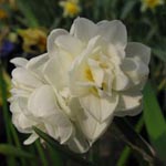 Narcissus Erlicheer