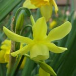 Engelstränen-Narzissen / Triandrus Daffodils (Triandrus-Narzissen, Klasse /division 5) Narcissus Hawera