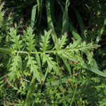 Phacelia tanacetifolia - Phacelie