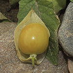 Physalis grisea - Erdbeertomate