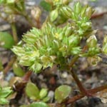 Polycarpon tetraphyllum - Vierblättriges Nagelkraut