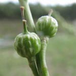 Rapistrum rugosum - Runzeliger Rapsdotter