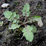 Rorippa palustris - Gewöhnliche Sumpfkresse