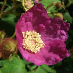 Rubus odoratus - Zimt-Himbeere