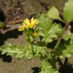 Senecio vulgaris - Frühlings Greiskraut